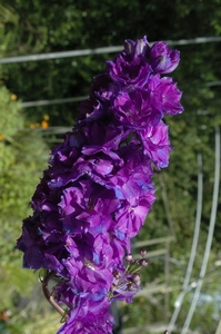Delphinium e Pagan Purples'